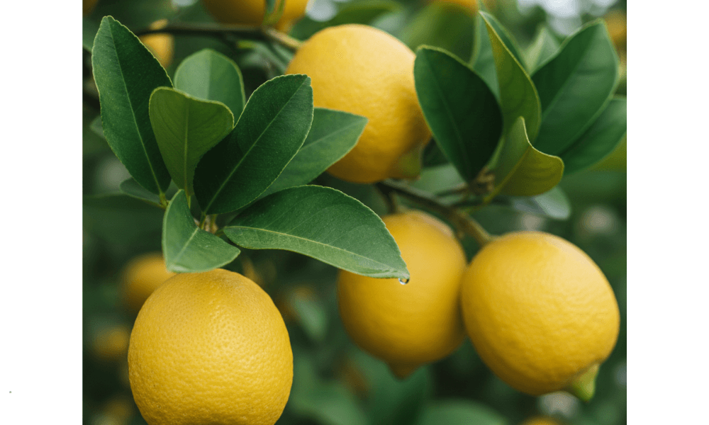 レモンの木を庭に植えてはいけないと言われるワケ