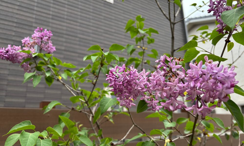 ライラック我が家の庭木 今年も花が咲きました