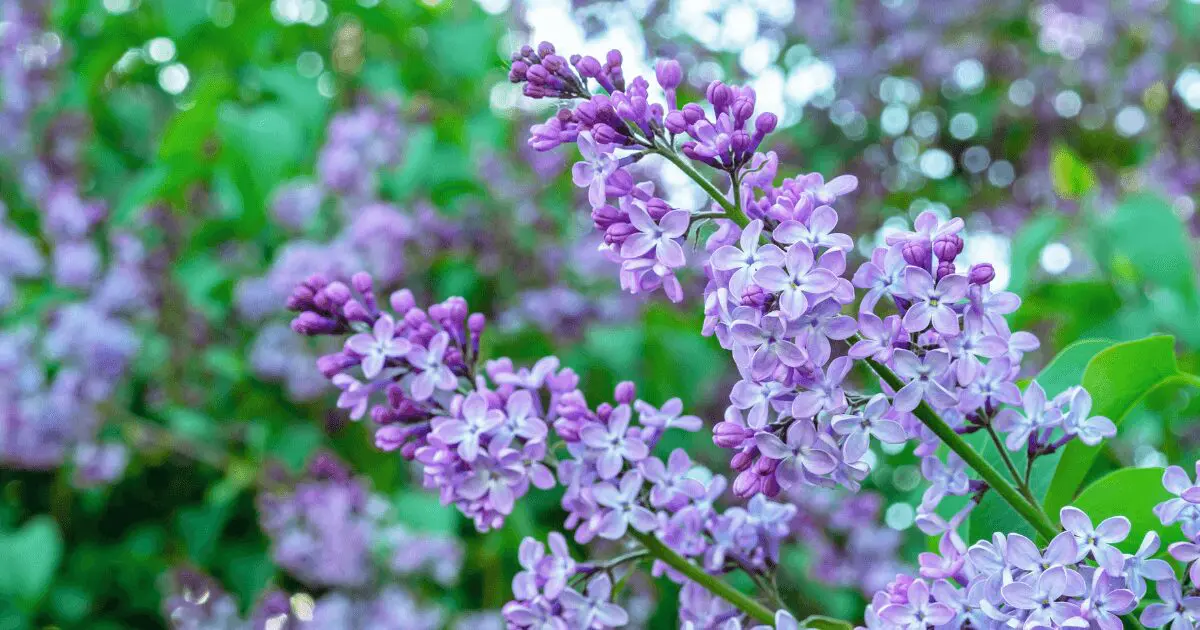 センセーションライラック(リラの花)苗木 難く