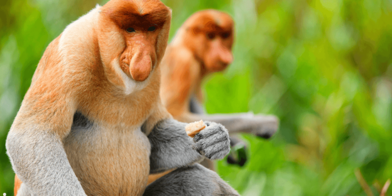 テングザルが見られる日本の動物園はどこ?絶滅危惧種の生態と魅力 | オムニバスライフ