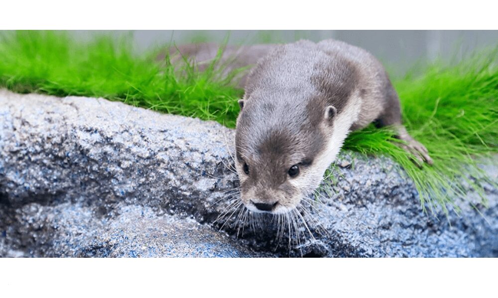 サンシャイン水族館当日券買える?