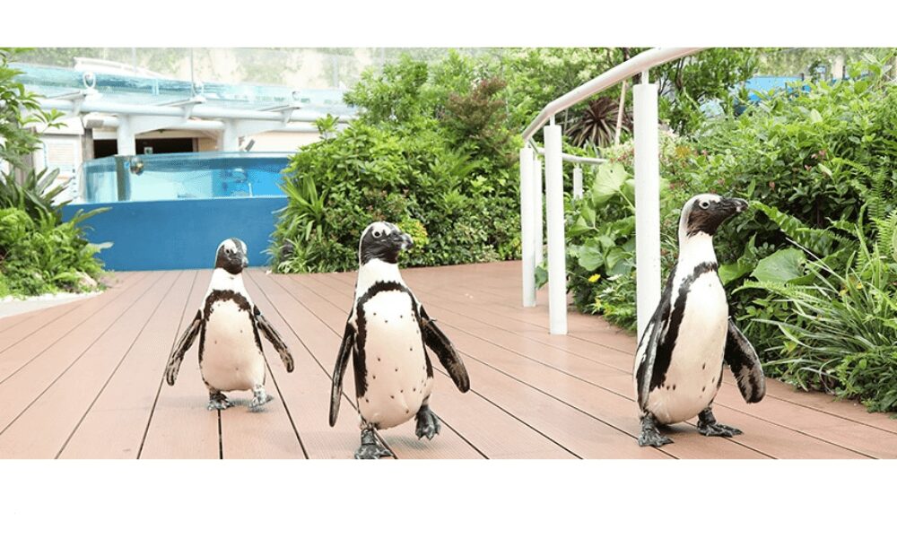 サンシャイン水族館当日券はコンビニでも買える?