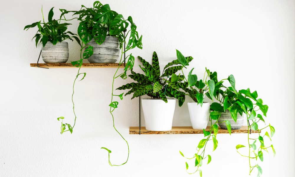 金運を上げる観葉植物!玄関に置く選び方